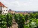 Grapes have been grown here since 1143